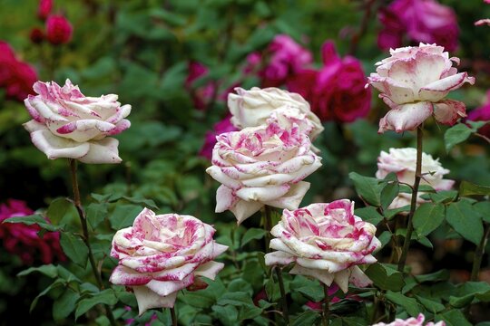 Malak rose flowers Government Rose Garden Centenary Rose Park in Vijayanagaram at Ooty Udhagamandalam, Nilgiris, Tamil Nadu, South India, India, Asia