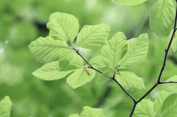Beech leaves in spring, North Rhine-Westphalia, Germany (Fagus sylvatica)