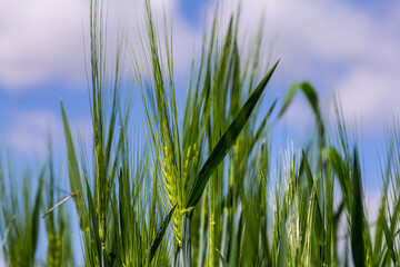 Lush green wheat field under a bright blue sky on a sunny day with fluffy clouds in the background