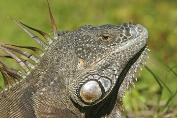 Head of an iguana Florida, USA, North America