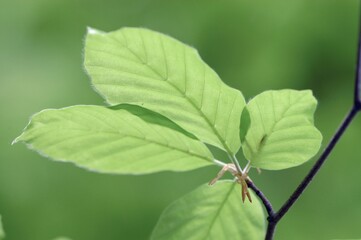 Beech leaves in spring, North Rhine-Westphalia, Germany (Fagus sylvatica)