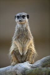 Meerkats (Suricata suricatta), kitten, vigilant, captive