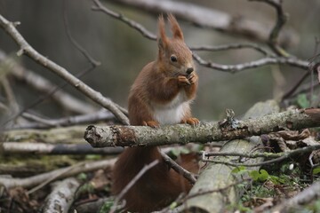Red Squirrel or Eurasian Red Squirrel (Sciurus vulgaris), red-brown colour variety