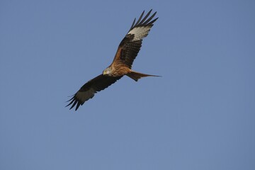 Red Kite (Milvus milvus), gliding