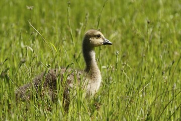 Canada Goose (Branta canadensis), fledgling in tall grass, Lueerwald, North Rhine-Westphalia, Germany, Europe