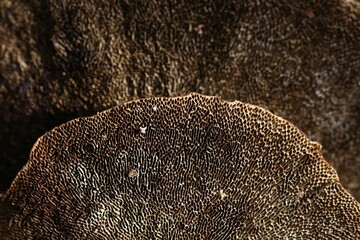 Bracket fungus or tree fungus, underside, Lueerwald Forest, Sauerland, North Rhine-Westphalia, Germany, Europe