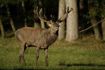 Flehming Red Deer (Cervus elaphus) in heat, Lueerwald, North Rhine-Westphalia, Germany, Europe