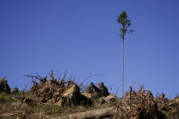 A single tree standing after the storm Kyrill, Germany, Europe