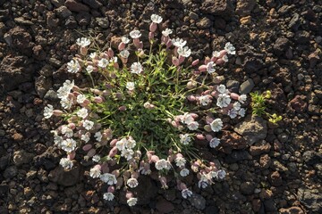Sea campion (Silene uniflora Roth), grows on black lava soil, Snaefellsnes Peninsula, West Iceland, Iceland, Europe