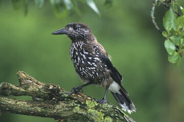 Spotted Nutcracker (Nucifraga caryocatactes)