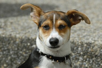 Portrait from a young Jack-Russel Terrier