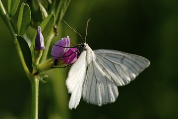 Siona lineata