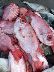 fresh red fish or sankara fish on the market