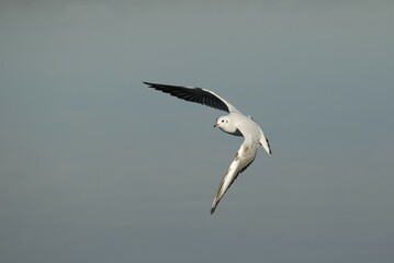 Flying Black-headed Gull (Larus ridibundus)