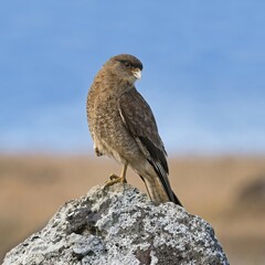 Chimango caracara (Phalcoboenus chimango) sits on rock, Easter Island, Chile, South America