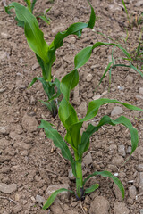 An industrial field of corn sprouts growing in black soil. Corn grow in beautiful rows at sunset. Agricultural landscape