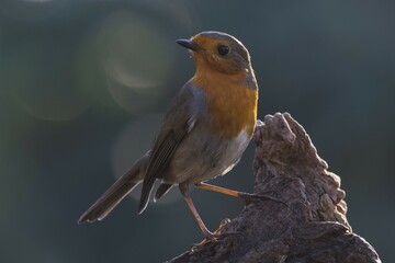 European robin (Erithacus rubecula) on tree stump, Emsland, Lower Saxony, Germany, Europe