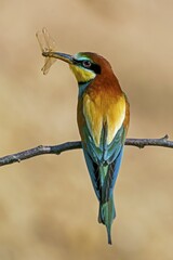 Bee-eater (Merops apiaster) with prey in his beak sits on a branch, Rhineland-Palatinate, Germany, Europe
