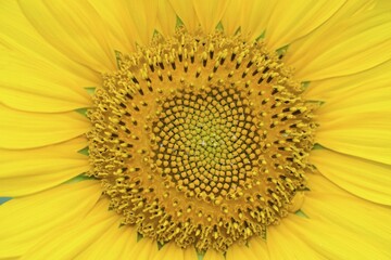 Sunflower (Helianthus), sunflower field, North Rhine-Westphalia, Germany, Europe