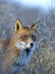 Red fox (Vulpes vulpes), Portrait, Biotop Waterleidingduinen, North Holland, Netherlands