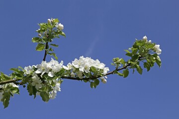 Flowering branch, Apple Blossom, Luneburg, Lower Saxony, Germany, Europe