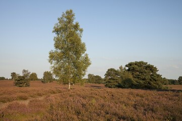 Birch (Betula), blooming heather, Westruper Heide, nature reserve, Münsterland, North Rhine-Westphalia, Germany, Europe
