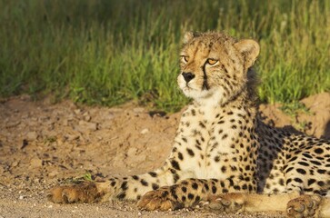 Cheetah (Acinonyx jubatus), young male, resting in the early morning, Kalahari Desert, Kgalagadi Transfrontier Park, South Africa, Africa
