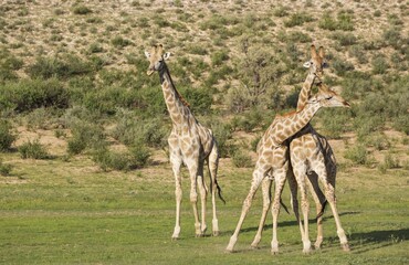 Three Southern Giraffes (Giraffa giraffa), fighting males, rainy season with green surroundings, Kalahari Desert, Kgalagadi Transfrontier Park, South Africa, Africa