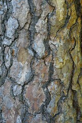 Tree trunk of a Scots pine (Pinus sylvestris), bark, Germany, Europe