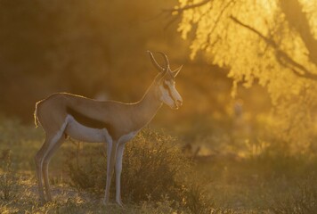 Springbok (Antidorcas marsupialis), male in the evening at sunset, Kalahari Desert, Kgalagadi Transfrontier Park, South Africa, Africa