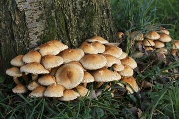 Shaggy scalycap (Pholiota squarrosa), Schleswig-Holstein, Germany, Europe