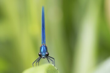 Male banded demoiselle (Calopteryx splendens), Hesse, Germany, Europe