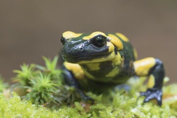 Fire salamander (Salamandra salamandra) in moss, Portrait, Hesse, Germany, Europe