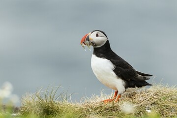 Puffin (Fratercula arctica), Farne Islands, Northumberland, England, United Kingdom, Europe
