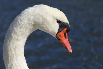 Obraz premium Mute swan (Cygnus olor), animal portrait, Schleswig-Holstein, Germany, Europe