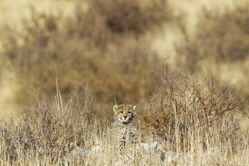 Cheetah (Acinonyx jubatus), cub sitting in bushes, Kalahari Desert, Kgalagadi Transfrontier Park, South Africa, Africa
