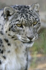Snow leopard (Panthera uncia), animal portrait, captive, reception station of the German Nature Conservation Association, near Ananjevo, Kyrgyzstan, Asia