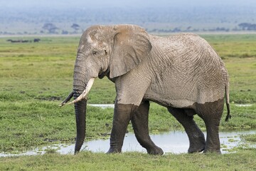 Obraz premium African elephant (Loxodonta africana) in the marsh, Amboseli National Park, Kenya, East Africa, Africa