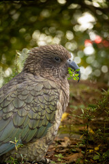Kea eating some leaves