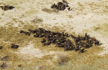 Cape Buffaloes (Syncerus caffer caffer), resting herd, flying Cattle Egrets (Bubulcus ibis), Okavango Delta, Botswana, Africa