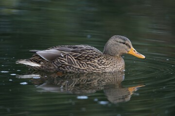 Mallard (Anas platyrhinchos), Emsland, Lower Saxony, Germany, Europe