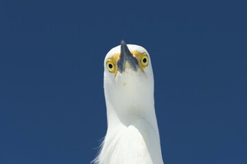 Snowy Egret (Egretta thula), portrait, Everglades National Park, Anhinga Trail, Florida, USA, North...