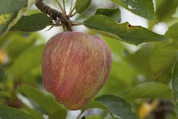Apple (Malus sp.) on tree, Altes Land, Lower Saxony, Germany, Europe