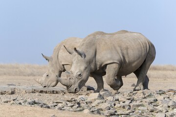 Fototapeta premium White rhinoceros or square-lipped rhinoceros (Ceratotherium simum) drinking, Ol Pejeta Reserve, Kenya, Africa