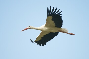 White stork (Ciconia ciconia) in flight, North Rhine-Westphalia, Germany, Europe