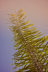 Vertical low angle shot of a tropical palm leaf against a pastel sky, with soft natural light and a warm summer vibe.