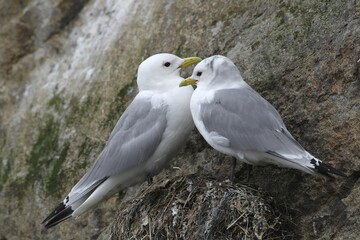 Black-legged kittiwakes (Rissa tridactyla), Lofoten, Norway, Europe