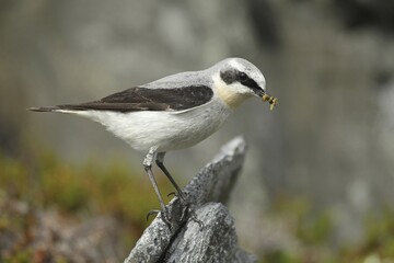 Northern wheatear (Oenanthe oenanthe), male with food, tundra, Lapland, Norway, Europe