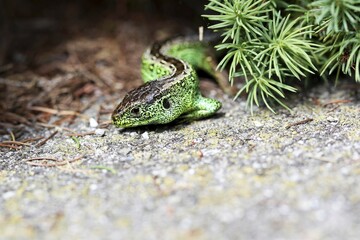 Sand Lizard (Lacerta agilis), male, Burgenland, Austria, Europe