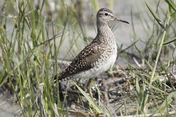 Wood Sandpiper (Tringa glareola), Burgenland, Austria, Europe